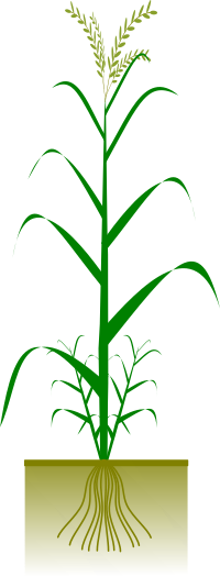 Cereal plant