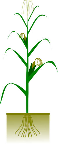 Maize plant