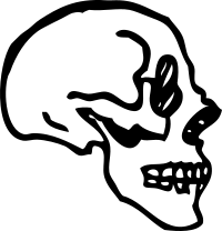 skull profile