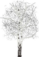 leafless birch