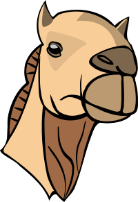 Camel head