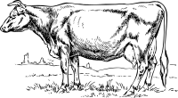 cow