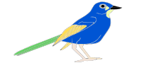 Bird