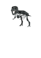 T-Rex Skeleton