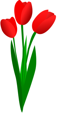 three red tulips