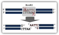 Illustration of restriction digestion