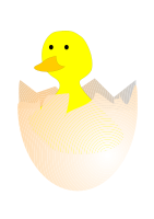 pulcino