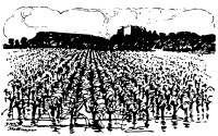 Montmajour and vineyard