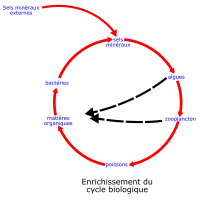 eutrophisation cycle