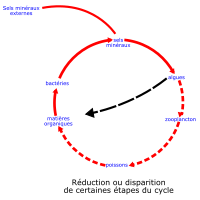 eutrophisation cycle