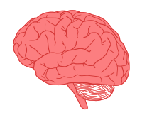 brain in profile