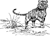tiger