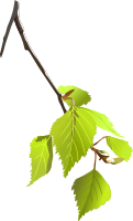 Birch leafs