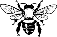 honey bee