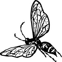 wasp
