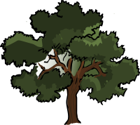 Oak tree