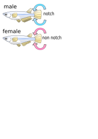 Killifish