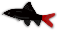 Aquarium fish - Epalzeorhynchos