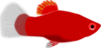 Aquarium fish - Xiphophorus maculatus