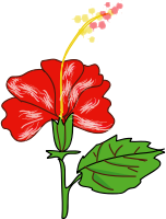 Flower Hibiscus
