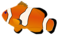 Aquarium fish - Amphiprion percula