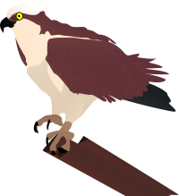 osprey
