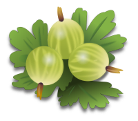 green gooseberrys