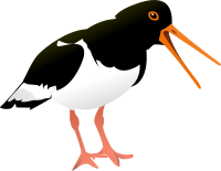 oyster catcher