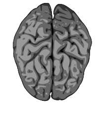 grey brain
