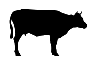 cow