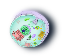 celula animal