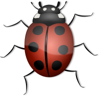 Ladybug
