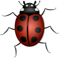 Ladybug