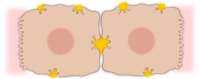 epatocyte-cell