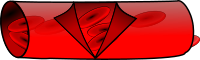 blood vessel