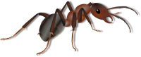 Ant - Ameise