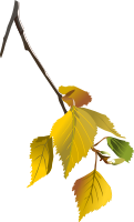 Birch leafs - autumn