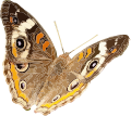 Junonia coenia