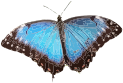Morpho peleides