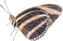 Dryadula phaetusa