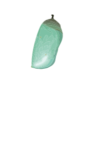 Chrysalis (D. plexippus)