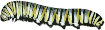 Caterpillar (D. plexippus)