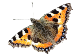 Nymphalis urticae