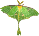 Luna Moth / Actias luna