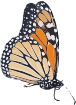Danaus plexippus - II