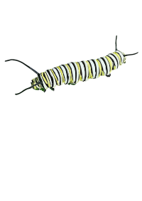 Caterpillar (D. plexippus) II