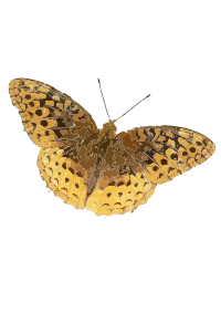 Speyeria cybele