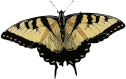 Papilio glaucus