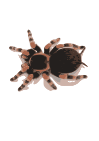 tarantula
