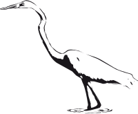 Great Egret